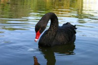 /album/aquaticos/cisne-negro-glorinha-rs-brasil-682db2-1-jpg/