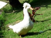 /album/aquaticos/marreco-pompom-brancog-jpg/