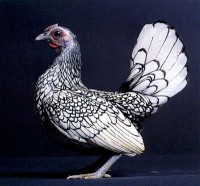 /album/galinaceos-miniaturas/sebright-silver-jpg/