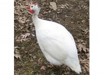 /album/angolas/angola-brancag-jpg/