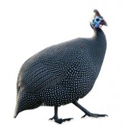 /album/angolas/angola-pintadag-jpg/