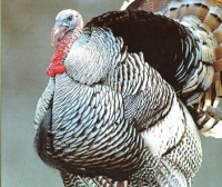 /album/peru/peru-cinzag-jpg/