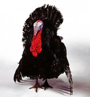 /album/peru/peru-negrog-jpg/