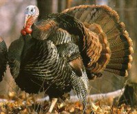 /album/peru/peru-selvagemg-jpg/