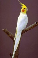 /album/calopsita/calopsita-jpg/