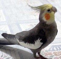 /album/calopsita/calopsita2-jpg/