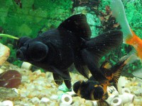 /album/paixes/saudavel-jpg/