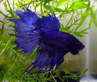 /album/paixes/peixe-ornamental-betta-splendens-mlb-o-2841184916-062012-jpg/