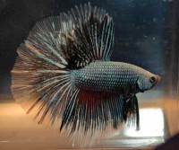 /album/paixes/peixe-ornamental-betta-splendens-halfmoon-mlb-o-3088341982-082012-jpg/