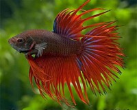 /album/paixes/betta-11-jpg/