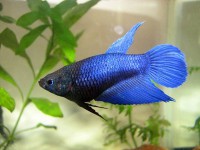 /album/paixes/foto-peixe-betta-07-jpg/